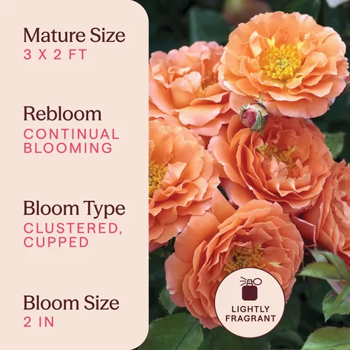 Vista 6 de Rosas Heirloom Floribunda, Planta de raíz propia viva para jardín al aire libre, Adobe Sunrise™, ligeramente fragantes, zonas de rusticidad: 5-10