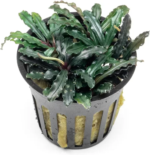 Vista 36 de SubstrateSource Bucephalandra Brownie Phantom - Planta de acuario viva – Decoración natural de pecera de agua dulce, decoración acuática
