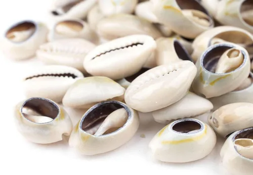 Vista 3 de Cowrie Shells (mediano) – Aproximadamente 50 piezas – Blanco, Natural – Fabricación de joyas, proyectos de manualidades, uso artístico, adornos