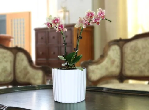 Vista 7 de MUZHI Maceta de orquídea con red y agujeros, maceta de riego automático redonda para plantas de interior y flores, 3 juegos, color blanco