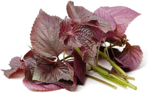 Vista 3 de Polvo de extracto de perilla frutescens puro natural orgánico -10.58 onzas (10.58 oz)