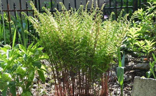 Vista 2 de Lady in Red Hardy Fern - femina - Athyrium filix - 4" Pot