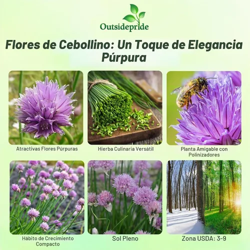 Vista 2 de Outsidepride Semillas de jardín de hierbas de cebollino perenne de 1 oz para microverdes, brotes y cocina