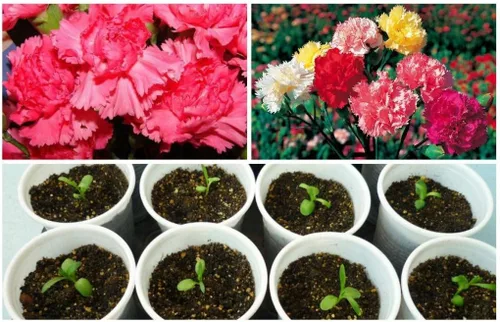 Vista 5 de Semillas Clavel Shabo Mix Flores Bienales para Plantar