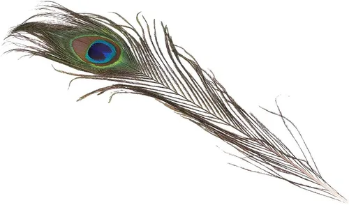 Vista 2 de 100 plumas de pavo real naturales con ojo