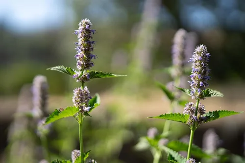 Vista 3 de Plant Good Seed Semillas de menta de regaliz coreano para plantar: hierba perenne, flores moradas - Paquete de 50 semillas Sweet Licorice-Scented