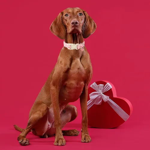 Vista 136 de DOGWONG Collar para perro de San Valentín, collar ajustable de algodón con corazón de caramelo azul, perfecto para perros pequeños a medianos