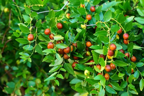 Vista 5 de 20 Semillas de árboles frutales rojos de Tsao chino común azufaifo Ziziphus Spinosa