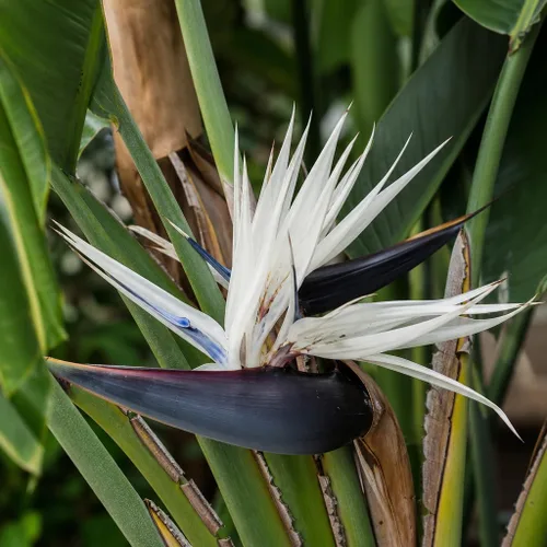 Vista 3 de Pájaro blanco del paraíso 3 plantas vivas Strelitzia Nicolai Hermoso ejemplar de follaje raro