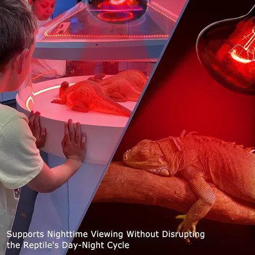 Vista 6 de Lámpara de calor roja infrarroja de 60 W para reptiles, bombilla para lagartos de mascotas, dragones barbudos, camaleones y serpientes, luz emisora