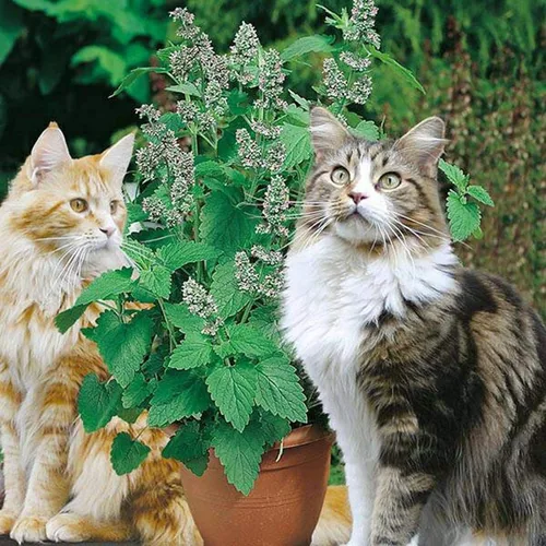 Vista 2 de Semillas de menta gatera (hierba gata, hierba gatera, hierba gatera) Hierbas tradicionales para plantar sin OMG