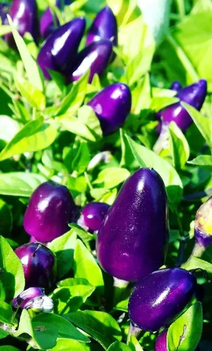 Vista 3 de Pimiento de chile enano Little Blue más de 30 semillas para plantar sin OMG