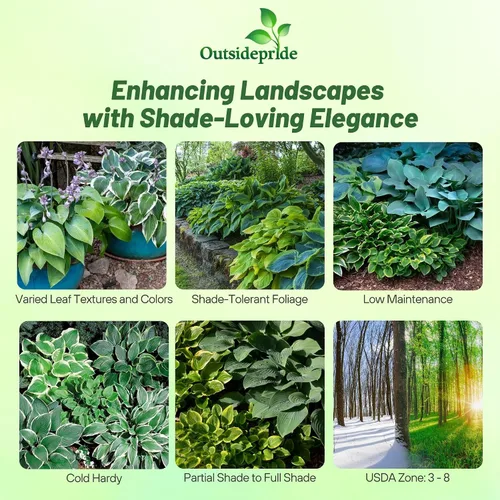 Vista 2 de Outsidepride Hosta American Seeds - 50 unidades. Perenne, fácil de cultivar y de bajo mantenimiento, semillas de flores para plantar follaje mixto