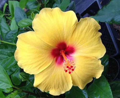Vista 5 de CORTE DE PLANTAS DE HIBISCO AMARILLO HAWAIO ~ CRECE HAWAII