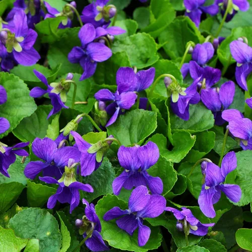 Vista 4 de Más de 320 semillas de viola para plantar semillas perennes de flores de violeta dulce sin OMG, flores tradicionales que atraen mariposas