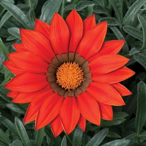 Vista 7 de Outsidepride Gazania Kiss - Plantas de jardín tolerantes al calor y a la sequía, color rojo escarchado, 25 semillas