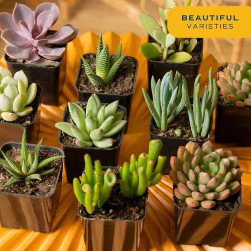 Vista 2 de Plantas vivas HAWORTHIA de Costa Farms, Grower's Choice