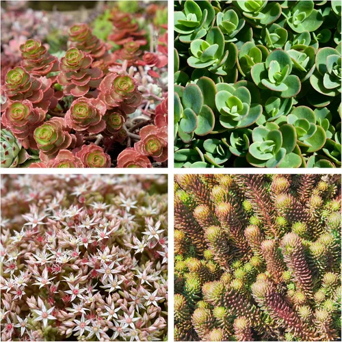 Vista 6 de 150 Semillas de flores suculentas de Sedum Stonecrop Mixtas Rojo, Blanco, Amarillo, Rosa, Púrpura