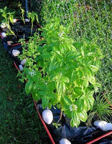 Vista 5 de 100 EarthPods - Estacas de fertilizante orgánico premium y bio para vegetales – Fórmula especial de alimento orgánico para plantas para hierbas