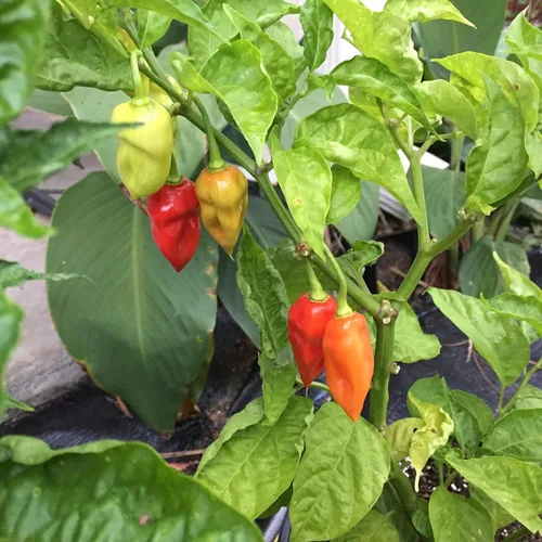 Vista 2 de Pimienta Datil Dulce - 20 Semillas (Capsicum Chinense) - De St. Augustine, Florida.