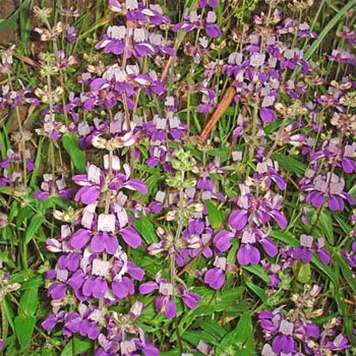 Vista 4 de Casas chinas, 100 semillas ollinsia heterophylla, flor delicada única, hermosa flor