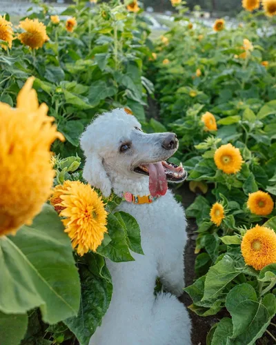 Vista 2 de Paquete de 2 collares de primavera para perros pequeños, collar de perro floral de liberación rápida con lazo de flores