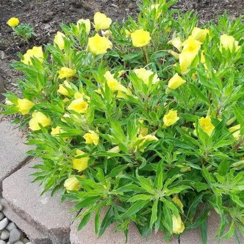 Vista 7 de 200 semillas de onagra común enana cubierta de suelo y césped, hermosa flor para maceta, jardín