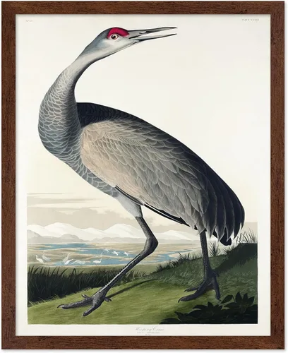 Vista 44 de Poster Master Póster vintage de James Audubon – Impresión retro de amargo americano – Arte de aves de América – Regalo para hombres, mujeres