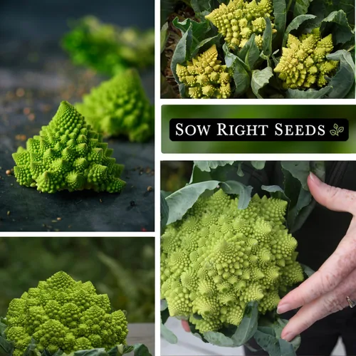 Vista 4 de Sow Right Seeds - Semillas de brócoli Romanesco para plantar - Paquete de reliquia sin OMG con instrucciones para plantar un huerto doméstico al