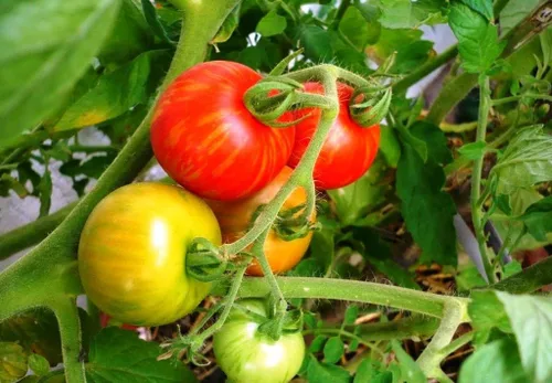 Vista 5 de Tigerella Beefsteak Tomate Gigante Determinado Vegetal No GMO para Plantar (50 Semillas)