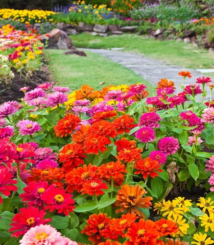 Vista 2 de California Giant Zinnia 100+ semillas, hermosos colores brillantes y nítidos