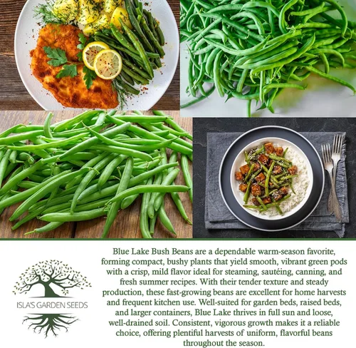 Vista 6 de Blue Lake Bush Green Bean Seeds, más de 50 semillas tradicionales por paquete, semillas sin OMG, (semillas de jardín de Isla), nombre botánico