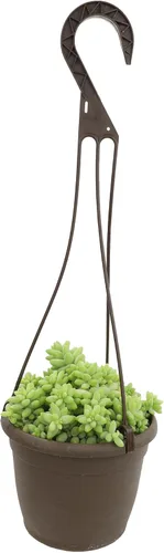 Vista 9 de Plantas para Mascotas - Suculentas de Orejas de Elefante Trepadoras, Plantas Colgantes Vivas, Plantas Suculentas para el Hogar, Maceta Colgante