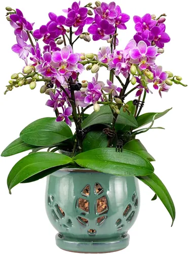 Vista 8 de W&W Maceta de orquídeas con agujeros y platillo para trasplantar, azul, 6.5 pulgadas