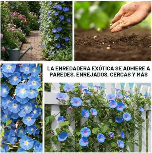 Vista 3 de Gloria Azul de la Mañana Enredadera Trepadora 100 Semillas para Plantar Hermosa Enredadera Floreciente