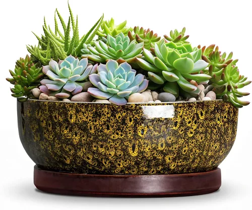 Vista 11 de Succulent Pots, 6 Inch Ceramic Bonsai Pots with Saucer, Blue