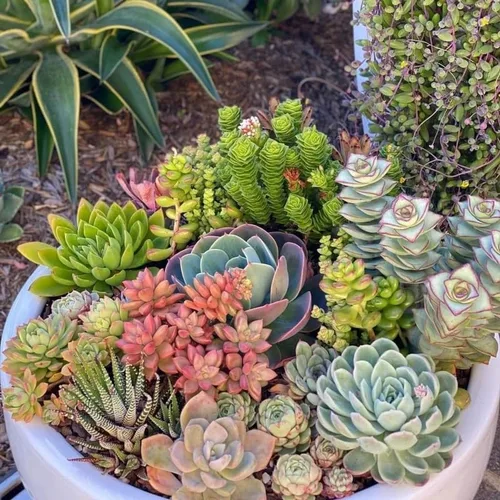 Vista 5 de Paquete de 5 plantas suculentas coloridas, maceta de 2 pulgadas, plantas suculentas surtidas vivas para el hogar, oficina, regalos