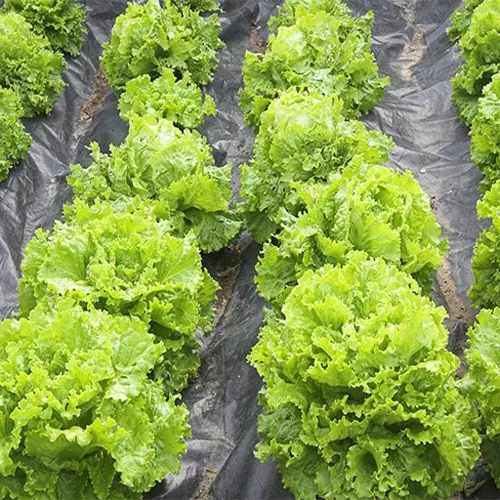 Vista 7 de Semillas de interior lechuga verde herencia vegetal para plantar semillas sin OMG 1000