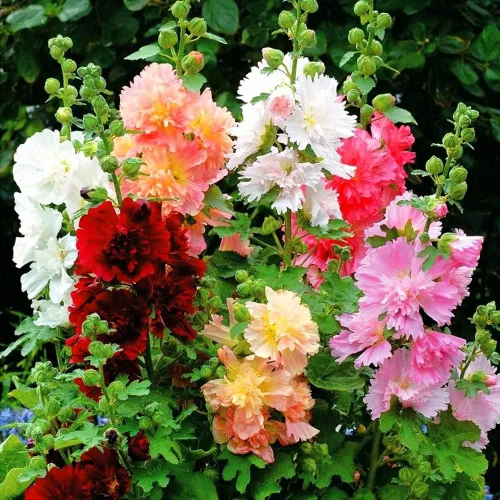Vista 3 de Semillas Hollyhock Double Majorette Mix - Flores perennes para plantar - Sin OMG