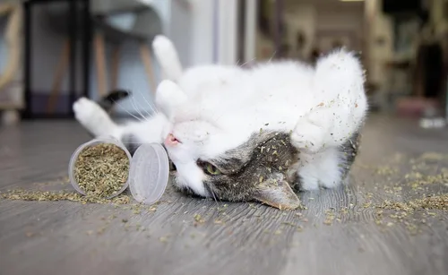Vista 3 de Meowy Janes Hierba gatera natural cultivada en Estados Unidos - 7.5 fl oz