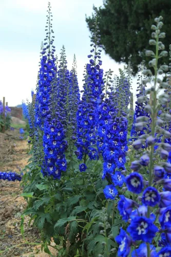 Vista 2 de Semillas Blue Delphinium Flores anuales gigantes para plantar