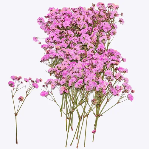 Vista 9 de 50 piezas de flores secas prensadas para el aliento del bebé Mini Rosa
