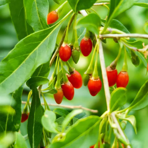 Vista 5 de Perfect Plants Goji Berry Bush en maceta de cultivo de 1 galón Delicioso Wolfberry para plantar al aire libre Frutas frescas empaquetadas