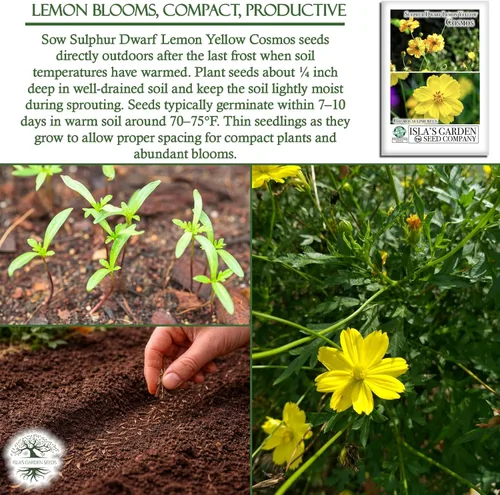 Vista 5 de Semillas de flores de cosmos enano de azufre "amarillo limón" para plantar, más de 100 semillas de reliquia por paquete, semillas sin OMG