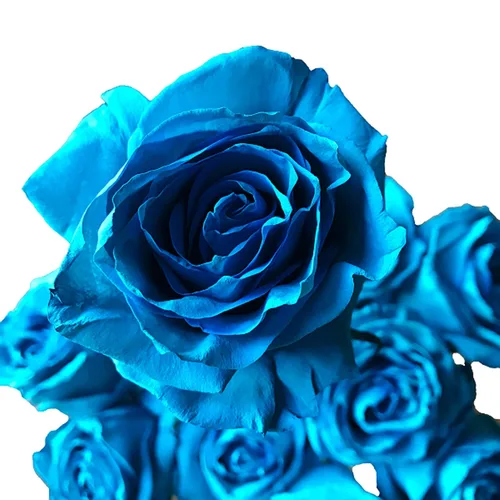 Vista 10 de Rosas arcoíris recién cortadas de Flower Explosion