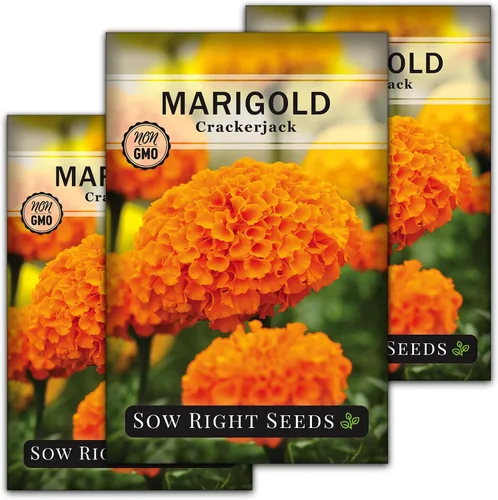 Vista 8 de Semillas de semillas de caléndula africana Crackerjack para plantar flores, paquete de 2 Plants non-GMO heirloom annual variety for outdoor home