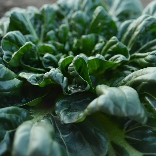 Vista 3 de Tatsoi Mostaza – 500 semillas – Variedad de reliquia y polinizada abierta, semillas de vegetales sin OMG para plantar, cultiva tus propias verduras