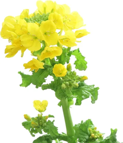 Vista 3 de Brassica Dwarf Essex - Semilla de colza de forraje para parcelas de alimentos y cultivos de cobertura (8 onzas)