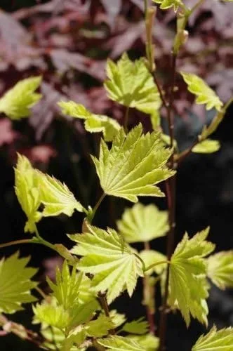 Vista 3 de Garden Glory Luna Llena Arce Japonés Árbol de 3 años