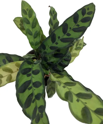 Vista 2 de Planta de serpiente de cascabel - Calathea - Maceta de 4